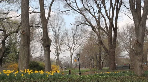 Central Park in Spring with Daffodils, Bicycles and Pedestrians Stock Footage 53886481