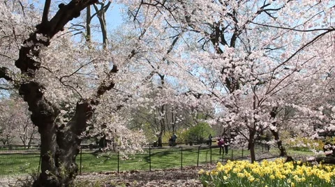 Central Park in Spring with Flowers and Cherry Trees Stock Footage 54505291