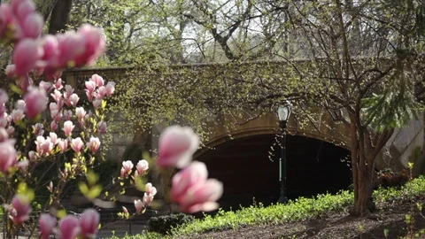 Central Park Spring In New York City Vidéo 88931844