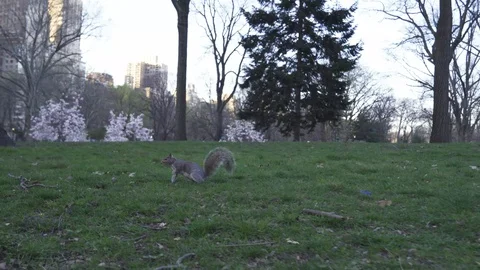 Central Park Squirrel - 4K Stock Footage 128466252