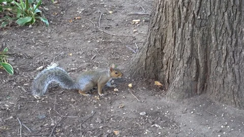 Central Park Squirrel 動画素材 85367997