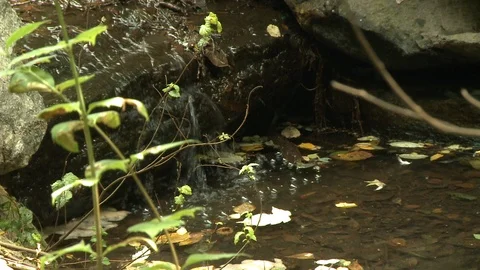 Central Park Stream Video stock 86692946