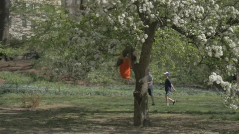 Central Park - Summer Stock Footage 114246830