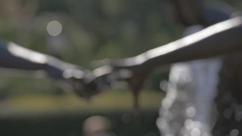 Central Park - Summer Stock Footage 114246847