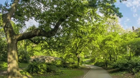 Central Park Trees Stock Footage 40383570