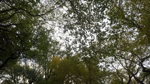 Central Park Trees 動画素材 85366335