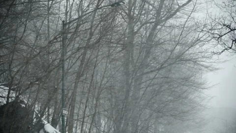 Central Park Trees in Snowstorm Stock Footage 330974668