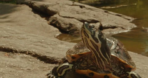 Central Park Turtle Basking in Sun, Close Up Vidéo 154283576