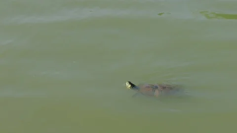Central Park turtle Stock Footage 108657328