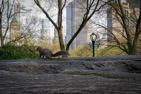 Central Park with a view of trees, squirrel and Manhattan skyscrapers in the Stock Photos