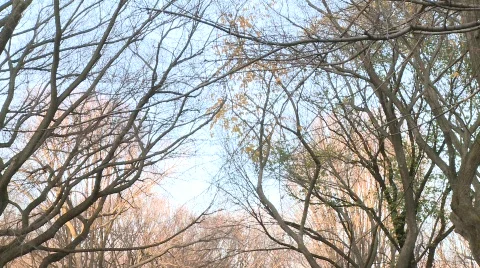 Central Park in Winter Видео 607012