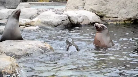 Central Park Zoo. Stock-Footage 219220610