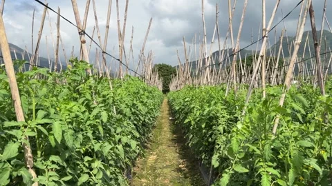 Central path between tomato rows is bordered by dense plants on both sides 库存影片 329372733