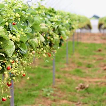A central path leading through rows of strawberry plants with ripening frui.. Stock Photos
