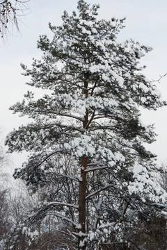 Central view of a snow-covered pine in winter Stock-Fotos