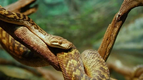 Centralian Carpet Python on Branch Stock Footage 275885507