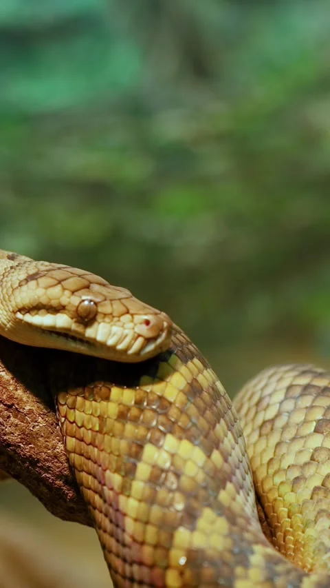 Centralian Carpet Python on Branch Stock Footage 311609261