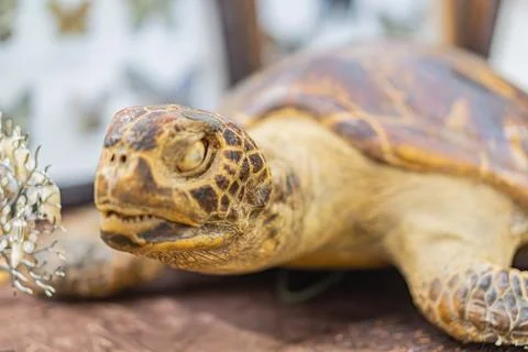 Centrally positioned stationary tortoise with a shell in shades of brown, b.. Stock Photos