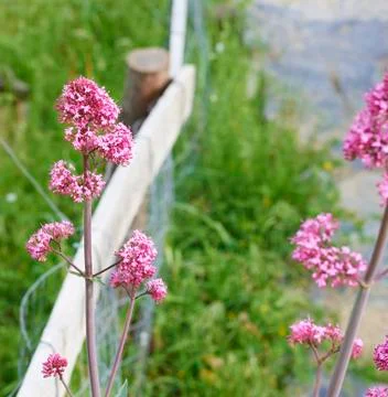 Centranthus Stock Photos
