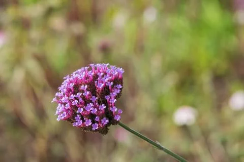 Centranthus ruber Pretty Betsy with soft clusters of small, trumpet-shaped pink Stock Photos