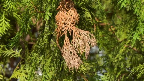 Centre brown dead pine on otherwise green tree Stock Footage 119079547