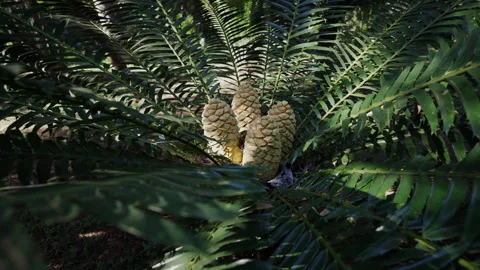 Centre of a Cycad: Four Cones in Focus Stock Footage 312913643