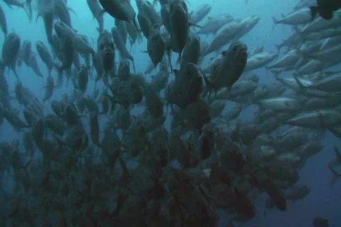 In the centre of a huge school of fish SD NTSC Stock Footage 386153