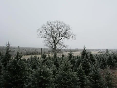 Centre piece tree 스톡 사진