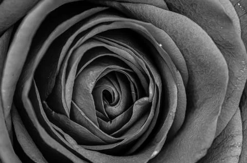 Centre of a single red rose Stock Photos
