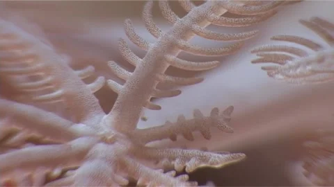 Centre Of Soft Coral Polyps, Macro Shot Stock Footage 299988234