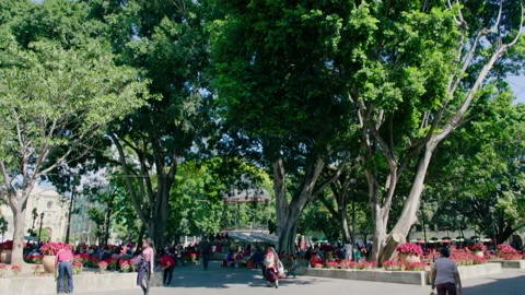 CENTRO OAXACA TILT Stock Footage 230195642