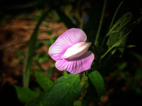 Centrocema Stock Photos