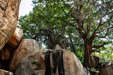 A centuary old Banyan tree Foto stock