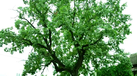 Centuries-old oak tree. Stock Footage 66188272