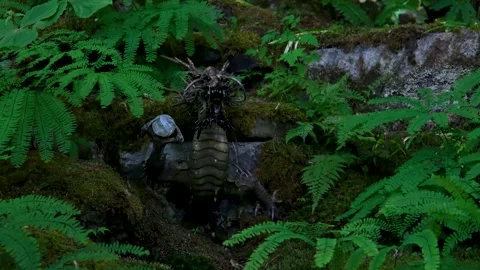 A centuries old old rainforest with tall trees and mosses Stock Footage 302254194