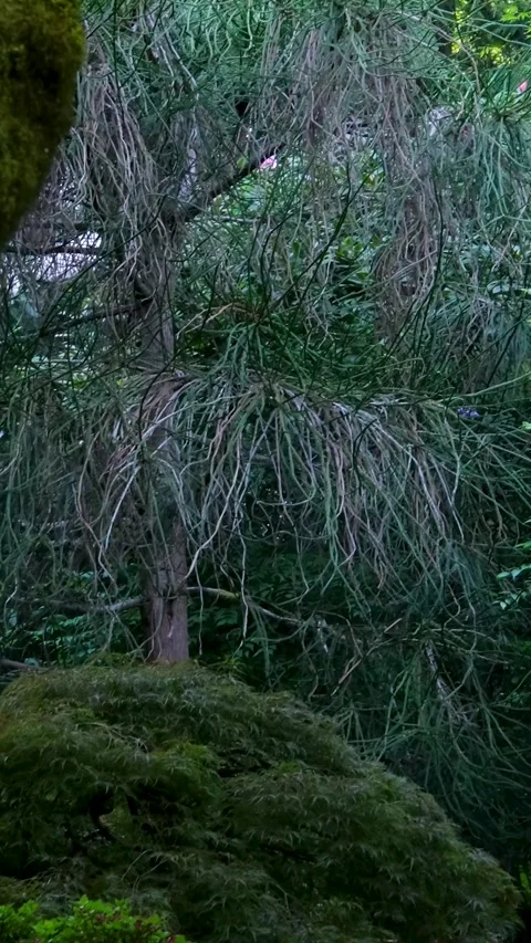 A centuries old old rainforest with tall trees and mosses Stock Footage 302274976