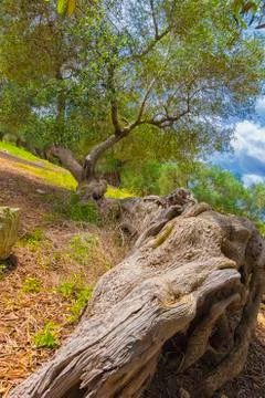 The centuries old olive tree Stock Photos