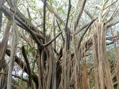 Centuries-old tree in the middle of the forest intertwined with other vegetat Stock Photos