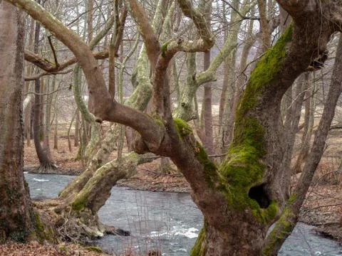 Centuries old trees Stock Photos