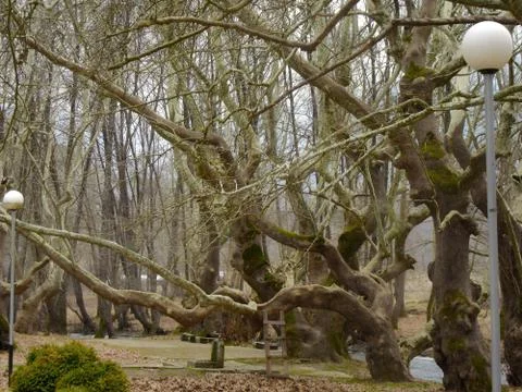 Centuries old trees Stock Photos