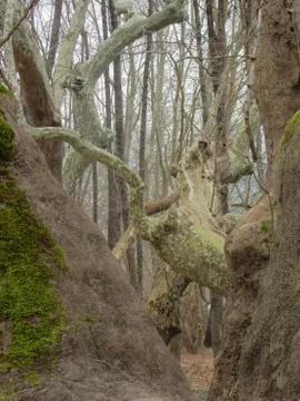Centuries old trees Stock Photos