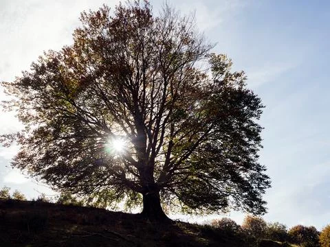 Century-old beech seen backlit at dawn Stock Photos