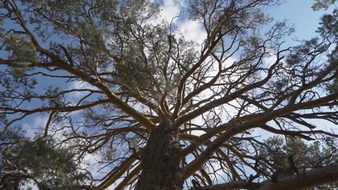 A century-old coniferous tree. Sprawling branches. Vidéo 151744156