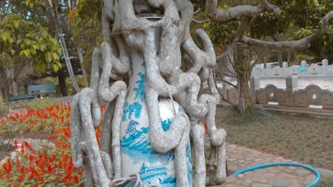 Century old roots of the bonsai tree entwine an ancient Chinese ceramic vase Stock-Footage 333355568