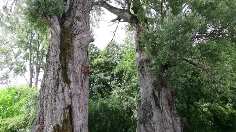 Century-old trees Stock Footage 207482482