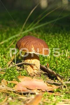 Cep (boletus edulis) Stock Photos