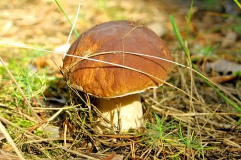 Cep (Boletus Edulis) Stock Photos