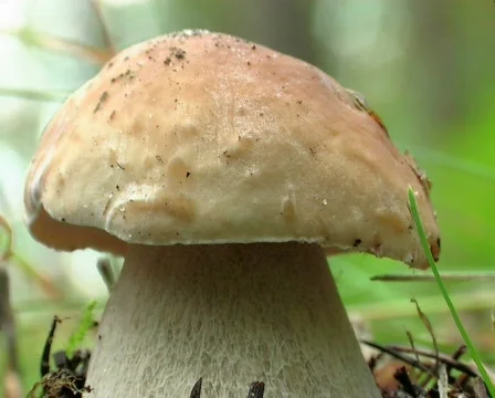 Cep Video stock 667012