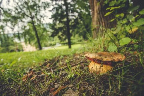 Cep growing in the forest close up Stock Photos