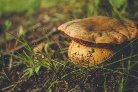 Cep growing in the forest close up Stock Photos